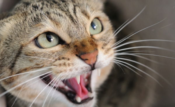 Closeup of angry hissing cat showing his teeth