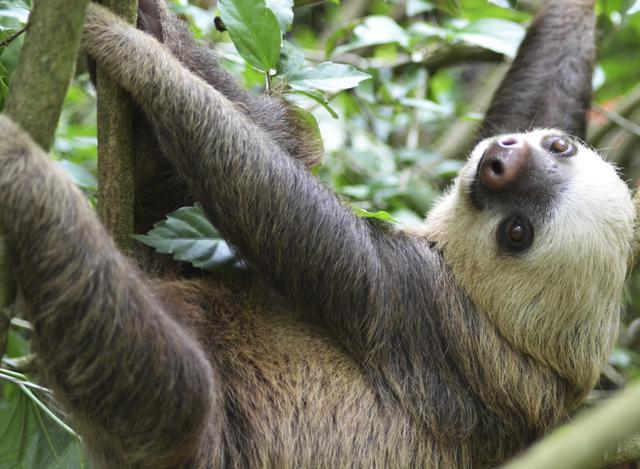 7-interesantes-datos-sobre-el-curioso-perezoso-de-tres-dedos-un-animal-adorable