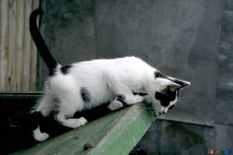 Free picture (Kitten  played) from https://torange.biz/kitten-played-7425
